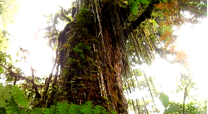 Grandes ejemplares de arboles